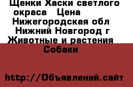 Щенки Хаски светлого окраса › Цена ­ 7 000 - Нижегородская обл., Нижний Новгород г. Животные и растения » Собаки   